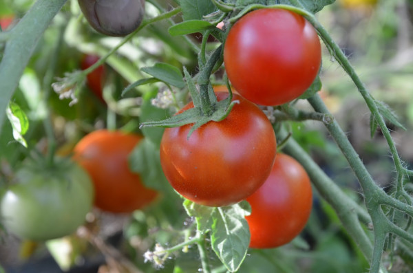 BIO-Samen Tomate Busch- 42 Tage