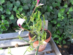 P Pelargonium tetragonum BIO-Pflanze Rarität
