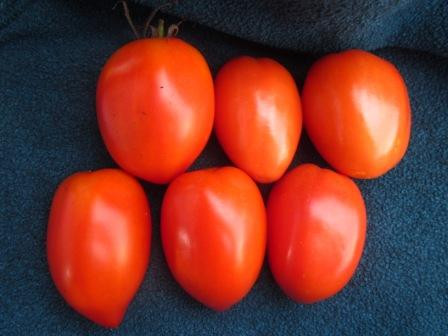 BIO-Pflanze Tomate rund Flonda Alte Tomatensorte