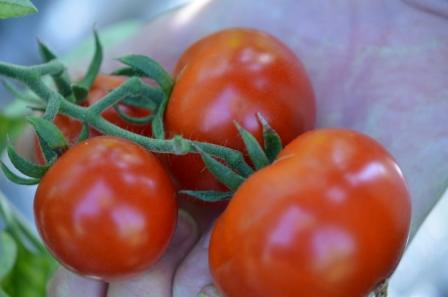 BIO-Pflanze Tomate rund Sasha Altaij Alte Tomatensorte