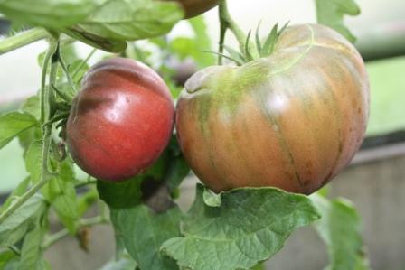 BIO-Pflanze Tomate Fleisch- Schwarze aus Tula Alte Tomatensorte