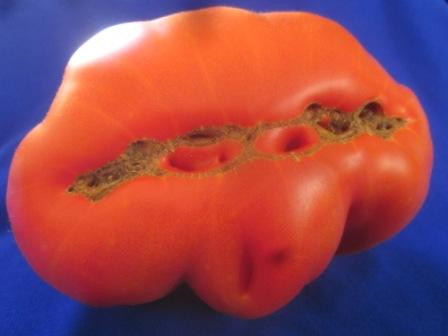 BIO-Pflanze Fleisch-Tomate St.Pierre Alte Tomatensorte