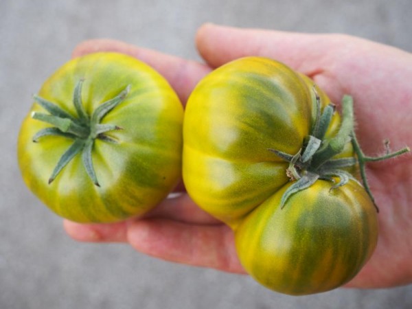 BIO-Pflanze Fleisch-Tomate Charly Green