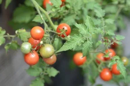 BIO-Samen Tomate Wild- Pubescens