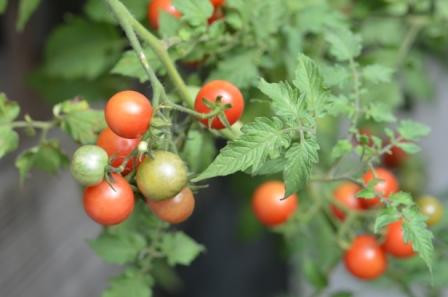 BIO-Pflanze Wild-Tomate Humboldii