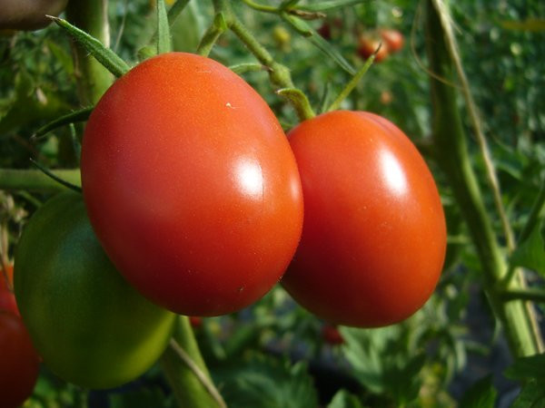 Echter Tomatenbaum schnellwachsend Rote Tomaten Junge Pflanze 13 cm 