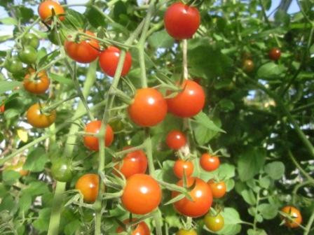 BIO-Pflanze Kirsch-Tomaten Rote Kirsche Alte Tomatensorte