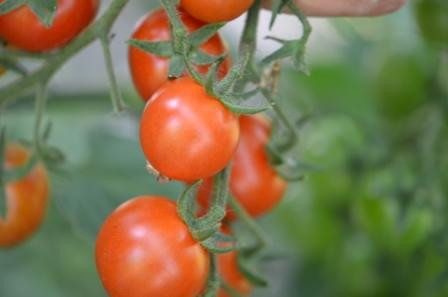 BIO-Pflanze Kirsch-Tomaten Primabella