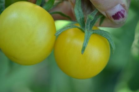 BIO-Pflanze Kirsch-Tomaten Ida Gold