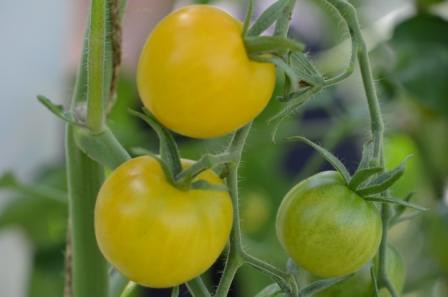 BIO-Pflanze Tomate rund Schönhagener Frühe