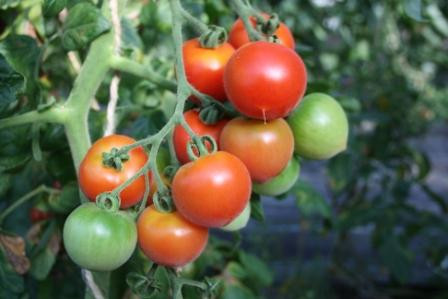 BIO-Pflanze Tomate rund Ruthje