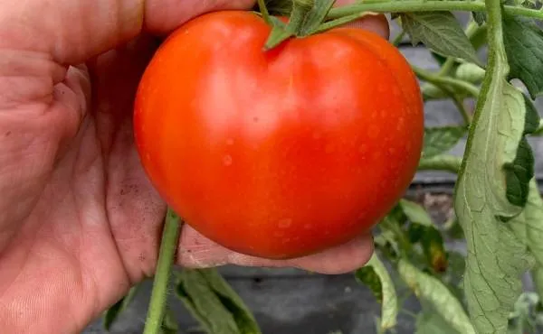 BIO-Saatgut Tomate ’Burbank’ Runde Tomate