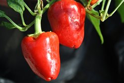 C BIO-Pflanze Paprika leicht scharf Somborcka