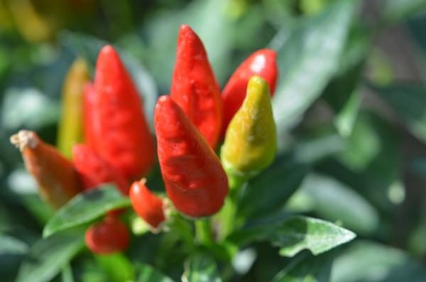 BIO-Pflanze Chili scharf 'Äthna'