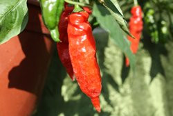BIO-Pflanze Chili scharf Peter Pepper