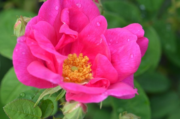 BIO-Rose Apothekerrose 'Officinalis' Historische Rose