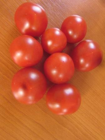 6er-Pack Tomate Minibel BIO-Tomatensämlinge