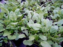 H1 Sauerampfer BIO-Kräuterpflanze