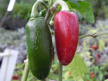 C BIO-Pflanze Chili mittelscharf Jalapeno