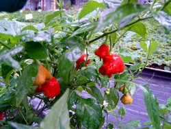 C BIO-Pflanze Chili 3 Liter Topf mittelscharf Tulpenpaprika