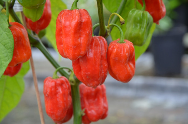 BIO-Pflanze Chili sehr scharf 'Habanero Martinique'