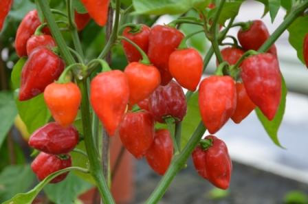 BIO-Pflanze Chili sehr scharf 'Habanero Red Saphina' 1,5 Liter Topf