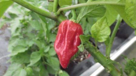 BIO-Pflanze Chili sehr scharf 'Trinidad Scorpion Butch T'