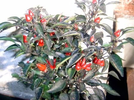 C BIO-Pflanze Chili scharf Schwarzer Kubaner