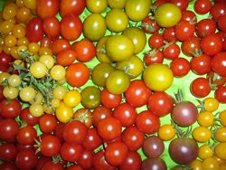 BIO-Samen Tomaten Sortenmischung Cocktailtomaten