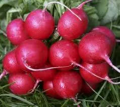 BIO-Samen R Radies Cherry Belle