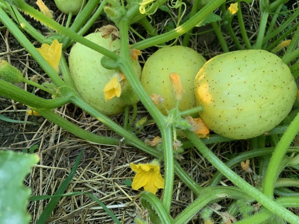 Gurke Zitronen- BIO-Gemüse-Pflanze