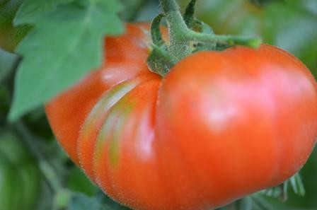 BIO-Pflanze Fleisch-Tomate Züricher Orginal Alte Tomatensorte