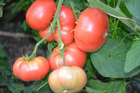 BIO-Pflanze Fleisch-Tomate Brandywine Sudduth's Strain Alte Tomatensorte