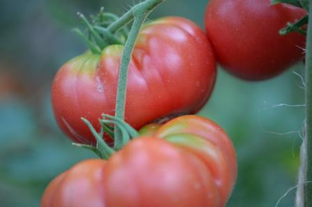 BIO-Pflanze Fleisch-Tomate Tecoh Teepee Alte Tomatensorte
