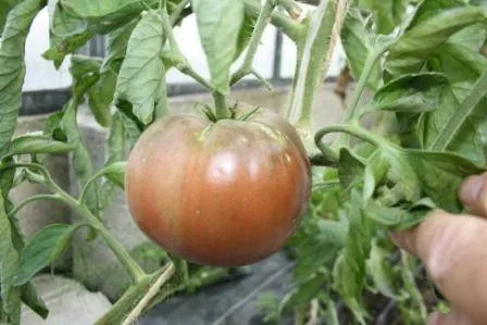 BIO-Pflanze Fleisch-Tomate Brandywine Schwarz Alte Tomatensorte