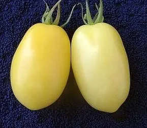 BIO-Pflanze Eier-Tomate Old Ivory Egg Alte Tomatensorte