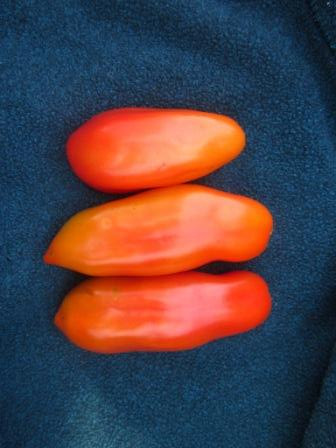 BIO-Pflanze Flaschen-Tomate Sibirische Finger Alte Tomatensorte