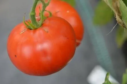 BIO-Pflanze Busch-Tomate Frühe aus Sibirien Alte Tomatensorte