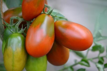 BIO-Pflanze Pflaumen-Tomate Black Plum Alte Tomatensorte