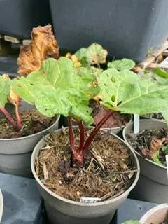 BIO-Pflanze Rhapontik-Rhabarber