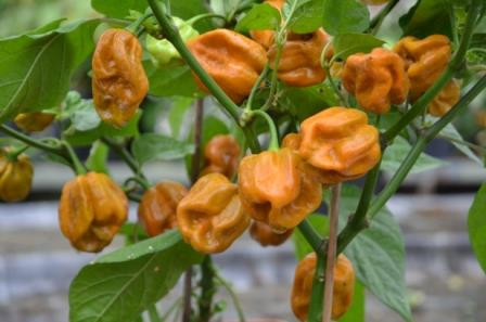 BIO-Pflanze Chili sehr scharf 'Habanero Mustard'
