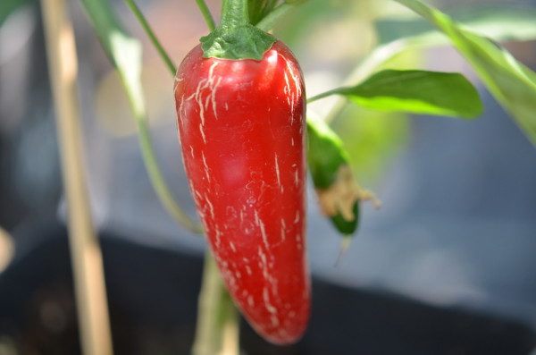 BIO-Samen C Chili mittelscharf Jalapeno TAM