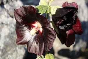 BIO Heilkräuterpflanze Schwarze Malve, Stockrose Nigra