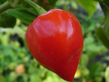 BIO-Samen Chili sehr scharf Habanero Red Saphina