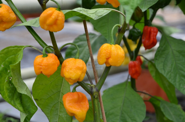 BIO-Samen Chili sehr scharf Trinidad Scorpion orange