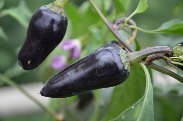 BIO-Pflanze Paprika süß Marconi Purple