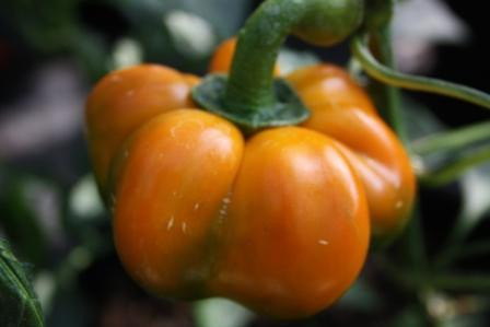 BIO-Pflanze Paprika süß Tomatenpaprika Gelb