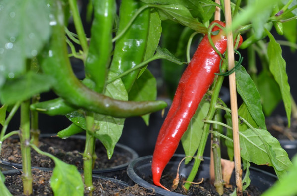 C BIO-Pflanze Chili leicht scharf Ljuta