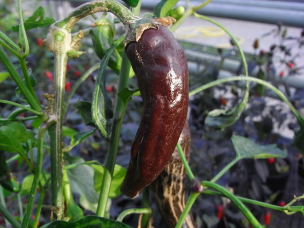 C BIO-Pflanze Chili leicht scharf Aji Panca
