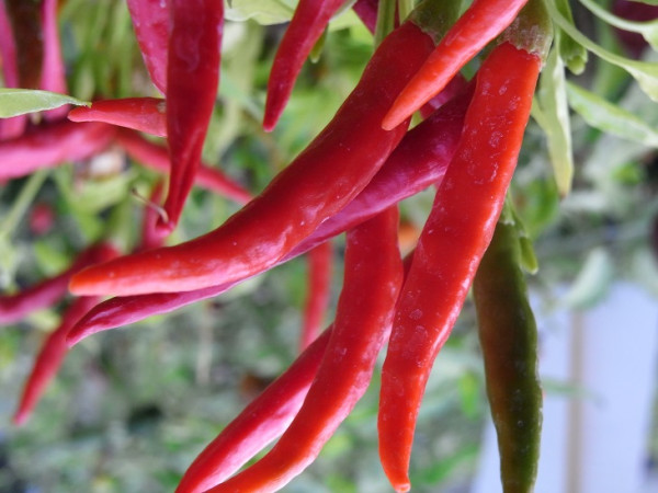 C BIO-Pflanze Chili mittelscharf Extra Cipös